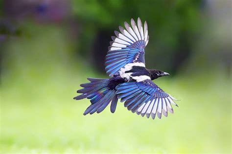 What do magpies eat? They eat "magpie candy" - Pet Knowledge