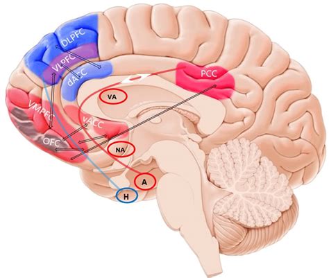 The prefrontal-cingular network in the human brain and association with ...