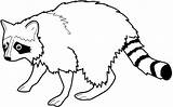 Raccoon Coloring Pages  Kidsuki sketch template