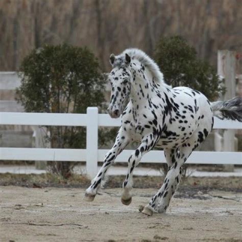 appaloosa horses | Friesian,Appaloosa, Quarter horse mix. Beautiful! | HORSES!!!!! | Horses ...