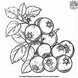 Summer Fruit Coloring Pages sketch template