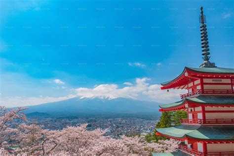 Pink Trees In Mount Fuji - Stock Photos | Motion Array