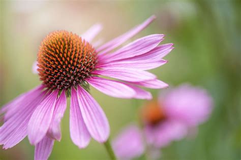 17 Best Perennials That Offer Long Bloom Periods