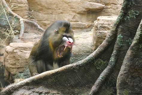 Mandrill Teeth: Everything You Need To Know - A-Z Animals