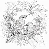 Hummingbirds 40 Printable Coloring Pages Instant Download  Etsy sketch template