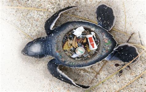 Stunning Images Expose the Horrific Impact of Plastic Trash on Marine Animals | Тема джунглей ...