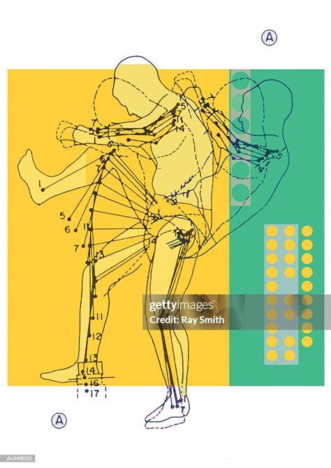 Diagram Of Human Body Movement High-Res Vector Graphic - Getty Images