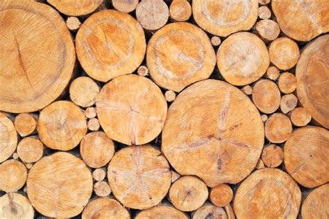 The Importance of Sourcing Sustainable Wood Products | Harrow Fencing Supplies