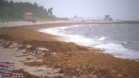 5,000-mile giant seaweed bloom heading toward South Florida; sargassum ...