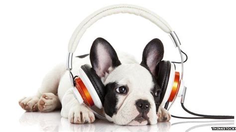 Classical music 'helps dogs relax' - BBC News