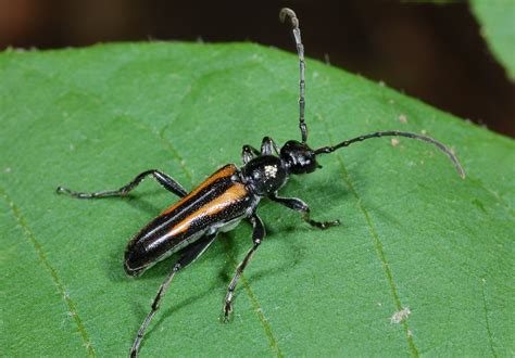 Family Cerambycidae – ENT 425 – General Entomology