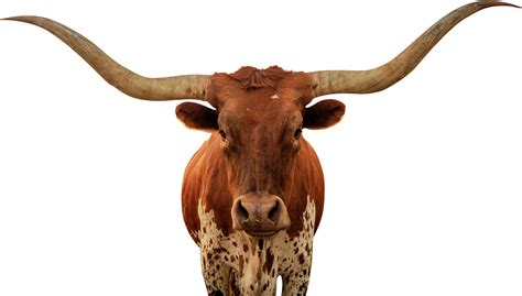 longhorn logo transparent background png