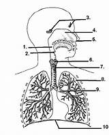 Respiratory System Coloring Page At GetDrawings  Free Download sketch template