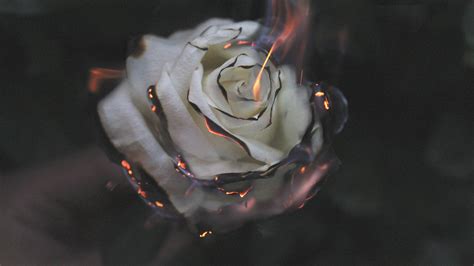 1920x1080 Rose Fire Photography Smoke Laptop Full HD 1080P HD 4k ...