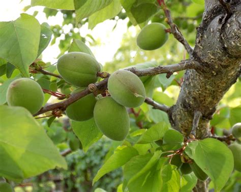 Apricot tree - growing, caring for and harvesting juicy apricots