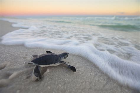 Southern Vacation Rentals | Gulf Coast Vacation Rentals | Sea turtle, Turtle, Green sea turtle