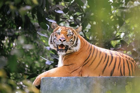 Malaysia: Malayan tiger - Southeast Asia Globe