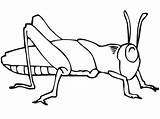 91  Grasshopper Coloring Pages Online Page sketch template