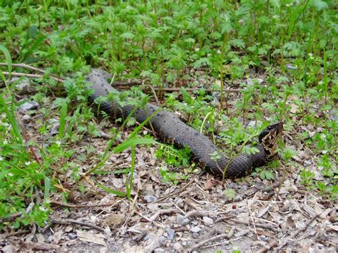 Illinois Botanizer: The Venomous Snakes of Illinois