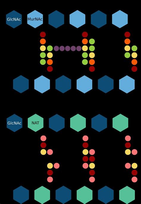 Structure comparison of the bacterial peptidoglycan (PG) and the... | Download Scientific Diagram