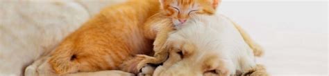 Cat Limping? Possible Causes and What to Do - Veterinary Specialists of the Rockies