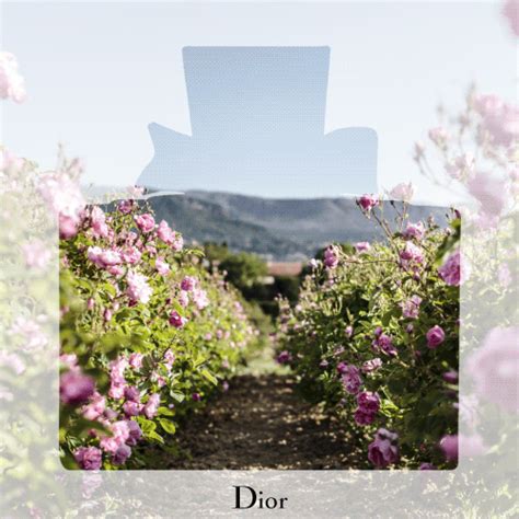 dior: “Coming soon. The Grasse Rose at the heart of the new Miss Dior Absolutely Blooming ...