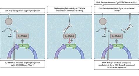 Cell cycle arrest | Basicmedical Key