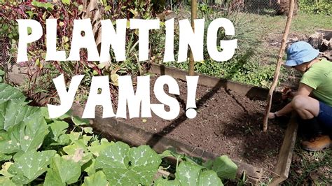 Planting Yam Bulbils! - YouTube