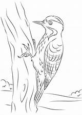 Woodpecker Coloring Pages sketch template