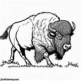 American Bison Coloring Page  For Kids – Smart Creative And Fun sketch template