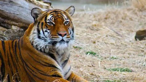 Malayan Tiger | The Animal Facts | Appearance, Diet, Habitat, Behavior