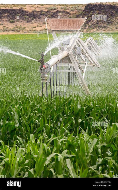 Raft River, Idaho - Irrigation of a corn crop Stock Photo - Alamy