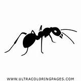 Ant Coloring Page  Ultra Pages sketch template