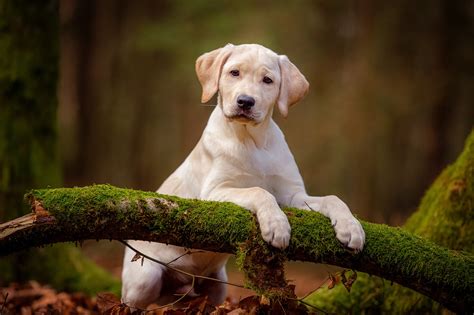 Download Puppy Baby Animal Dog Animal Labrador Retriever HD Wallpaper