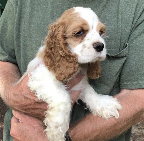 American Cocker Spaniel Puppies For Sale | Greenwood, DE #234398