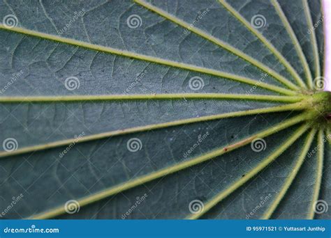 Pinnately Parallel Venation Stock Image - Image of base, arrangement: 95971521