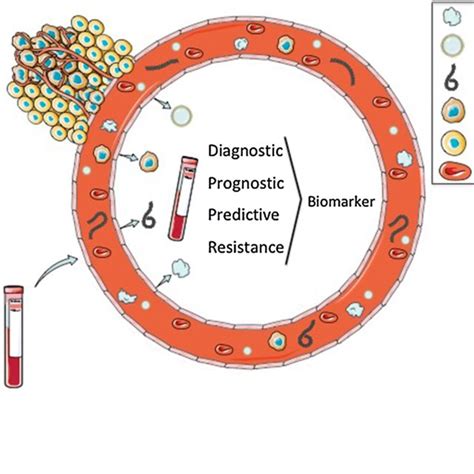 Cell-free DNA (cfDNA) origins. cfDNA is released by normal cells and ...