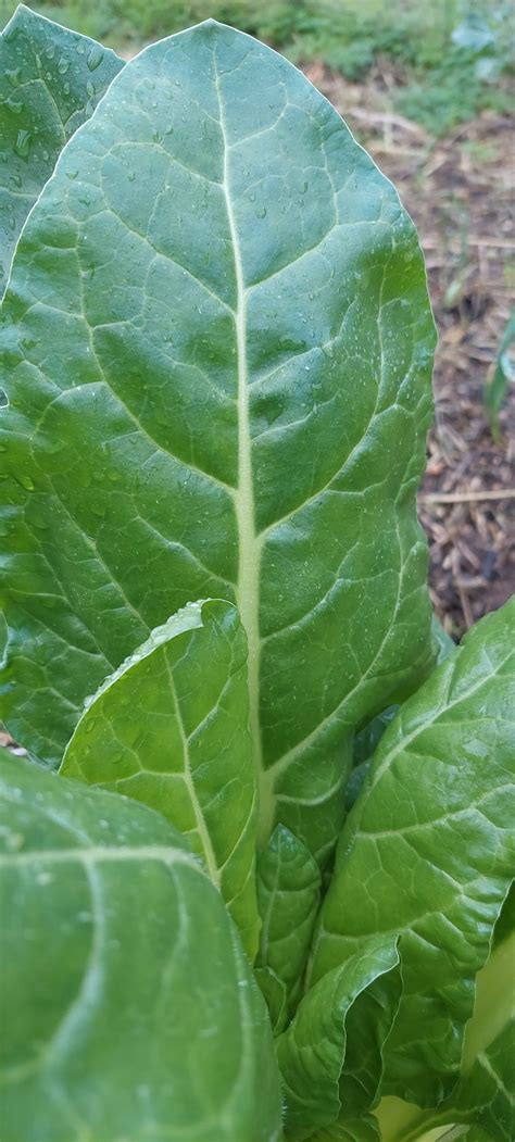 Silverbeet - Local Seeds