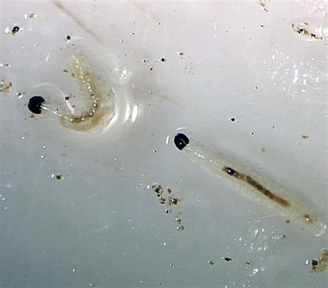 Fungus Gnat Larvae images