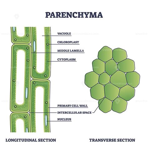 Parenchyma as ground filler tissue for plant stem and roots outline ...