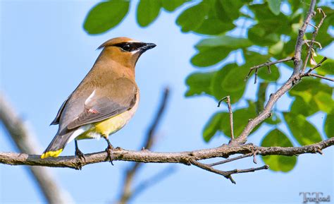 The beautiful Cedar Waxwing