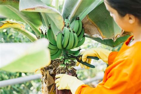 The basic ins and outs of banana farming in SA | AgriMag Blog