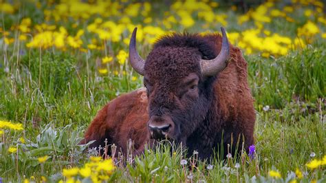 Yellowstone Bison – Bing Wallpaper Download