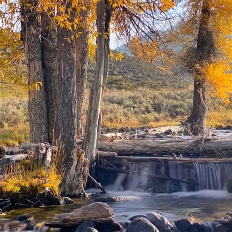 Camping in Yellowstone's Fall Color - A Yellowstone Life