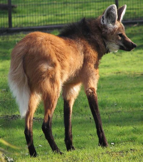 Animais: Fauna Brasileira