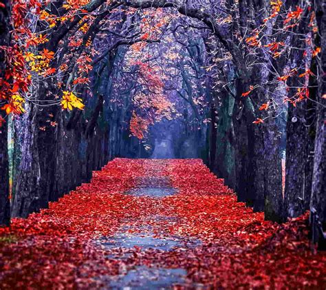 28+ View Background Fall Images For Photoshop - Cool Background Collection