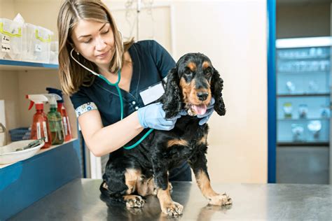 Dog Pregnancy: What To Know About Heat, Pregnancy & Prenatal Health