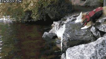 The Best Swimming GIF by Cheezburger - Find & Share on GIPHY