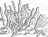 Get This Printable Seahorse Coloring Pages Online 34394 sketch template