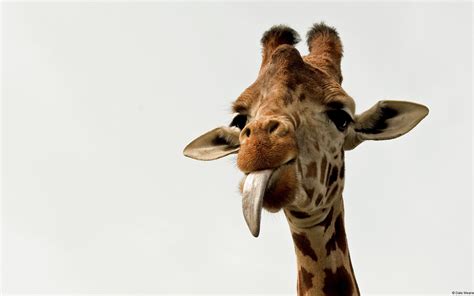 Giraffe HD Wallpaper | Hintergrund | 1920x1200